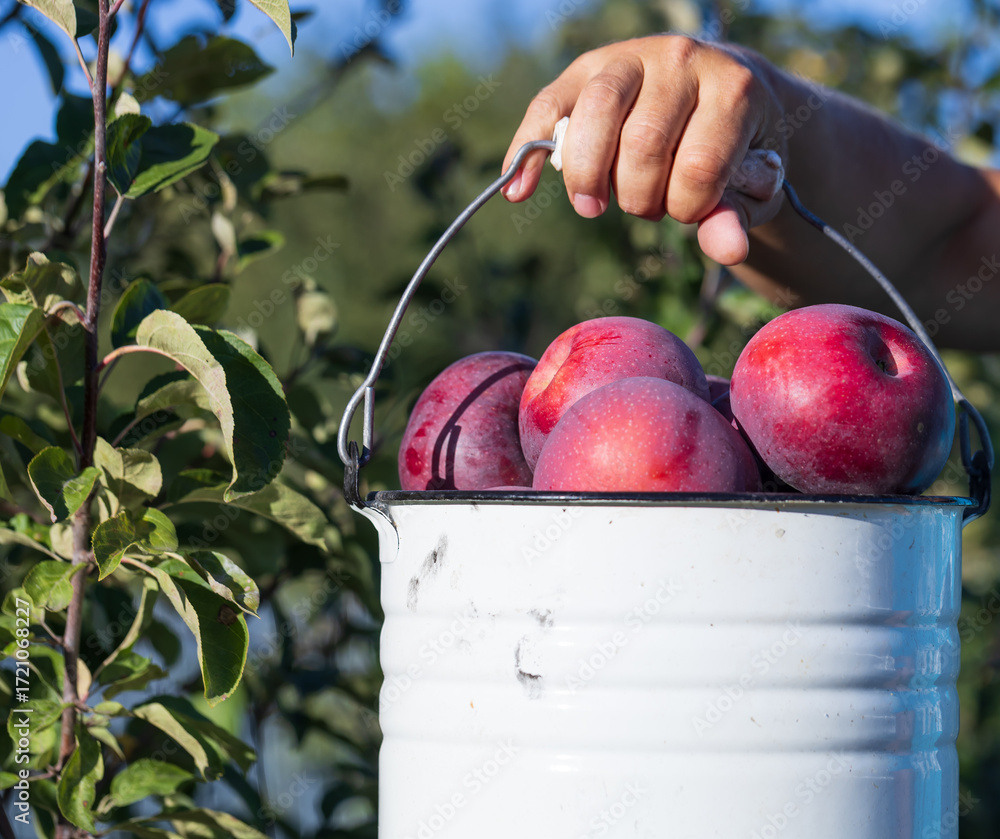 Canvas Prints a person is holding a white bucket with a bunch of red apples in it