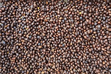 Coffee beans drying in the sun  