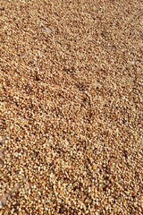 Close up of coffee beans drying in the sun          