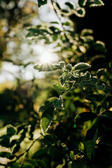Hagebuttenstrauch im Herbst mit Morgentau im Sonnenaufgang