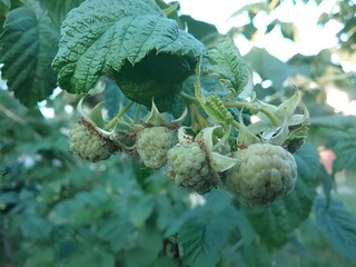 Ripe raspberries represent the concept of healthy fruits and gardening.