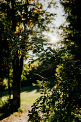 Obraz premium Hagebuttenstrauch im Herbst mit Morgentau im Sonnenaufgang