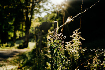 Wilde Minze im Herbst mit Morgentau im Sonnenaufgang