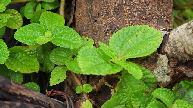 Creeping Charlie. The Pilea nummulariifolia.