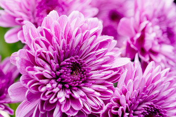 スプレー菊の紫色の花をベージュ背景でマクロ撮影10