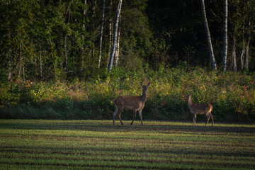 Mother deer with her baby on an autumn morning in a winter crop field at the edge of the forest