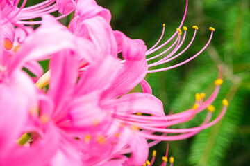 ピンクの花びら