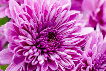 スプレー菊の紫色の花をベージュ背景でマクロ撮影12