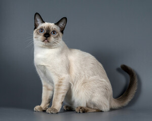 Siamese Cat with Blue Eyes Sitting on Gray Background