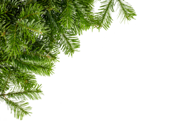 christmas fir tree branches in corner isolated on white or transparent png