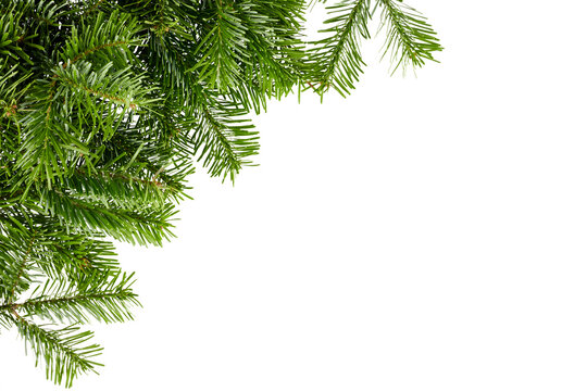 christmas fir tree branches in corner isolated on white or transparent png