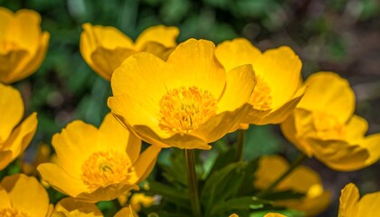 Close-up of bright yellow flowers (1)