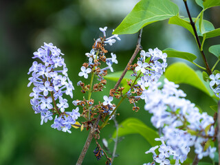Close-Up of Blooming Lilac Flowers