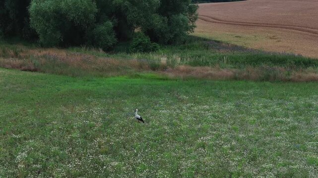 Aerial view of a lone stork standing amidst a field, a serene blend of green and gold under the summer sky, Br&uuml;ssow, Brandenburg, Germany.