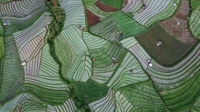 Aerial view of meticulously patterned fields in Damarkasiyan Village create a vibrant tapestry of greens and browns, Wonosobo, Central Java, Indonesia.