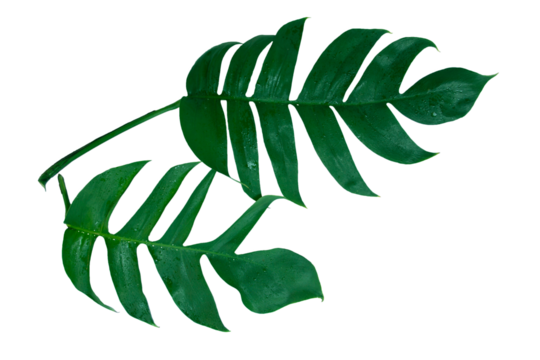 Monstera pinnatipartita (Siam Monstera) large green leaves that hollow veins and wet. On day of rainy season at garden. PNG file, isolated, flat lay, transparent. Thailand.