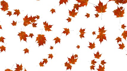 Autumn background Yellow and red maple leaves appear on a wooden background Stop motion Falling autumn leaves gold maple leaves dance background