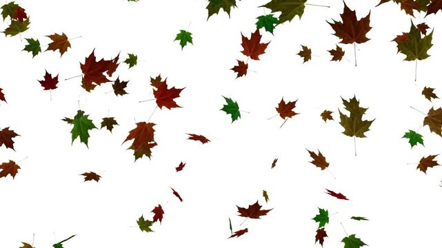 Leaf fall animation Autumn maple leaves falling on isolated black chromakey background autumnal nature concept 3D animation rendered in 4K
