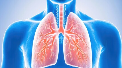Doctor pointing a virtual projection of human lungs, illustrating key concepts in medical science healthcare