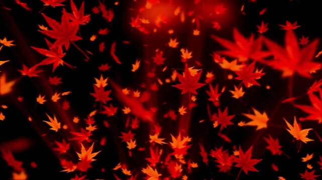 Leaf fall animation Autumn maple leaves falling on isolated black chroma key background autumnal nature concept 3D animation rendered in 4K