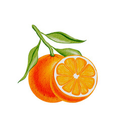 An orange fruit on a branch and slice, a hand-drawn watercolor illustration. Image of a composition of ripe citrus with leaves on an isolated background for packaging and design.