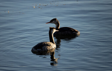 bird, nature, sparrow, animal, wildlife, branch, wild, small, beak, feather, birds, feathers, brown, tree, robin, garden, animals, chaffinch, wire, cormorant