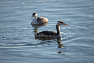 bird, nature, sparrow, animal, wildlife, branch, wild, small, beak, feather, birds, feathers, brown, tree, robin, garden, animals, chaffinch, wire, cormorant