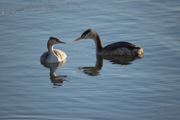 bird, nature, sparrow, animal, wildlife, branch, wild, small, beak, feather, birds, feathers, brown, tree, robin, garden, animals, chaffinch, wire, cormorant