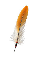 Close-up of a single, vibrant orange-and-white feather