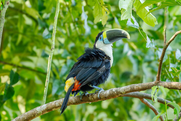 White-throated Toucan (Ramphastos tucanus) Perched on a Tree: A Near-passerine Bird in Ramphastidae Family