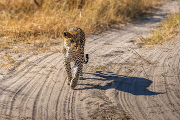 leopard looking for prey in African savanna botswana  (Panthera pardus)
