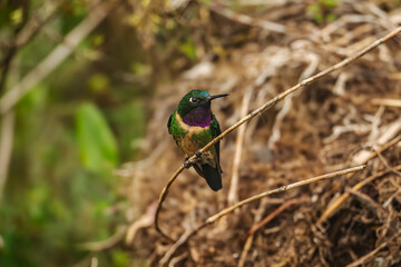 Amethyst-throated Sunangel (Heliangelus amethysticollis). Peru.