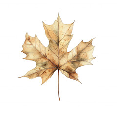 Naklejka premium Delicate watercolor painting revealing withered maple leaf, muted autumn colors highlighting intricate veining against translucent white background
