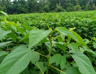 Obraz premium Lush green field of young plants, focused on a central stalk with large leaves
