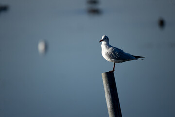 Fototapeta premium bird, seagull, gull, nature, animal, sea, white, beak, sky, beach, wildlife, feather, blue, water, dove, ocean, standing, feathers, pigeon, wing, perched, wild, birds, black