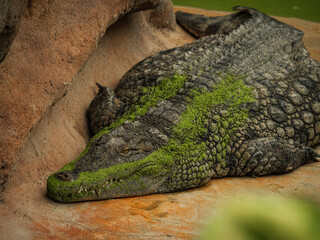 Crocodile qui se repose sur la terre