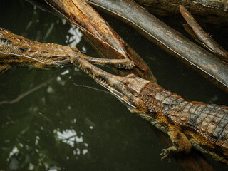 Deux Faux-Gavial dans l'eau