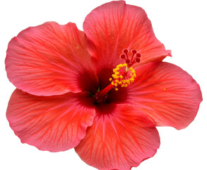 Tropical Chinese Hibiscus or China Rose Bloom. Bright Red Hibiscus Flower. Hibiscus rosa-sinensis Bunga Raya
