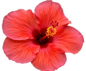 Tropical Chinese Hibiscus or China Rose Bloom. Bright Red Hibiscus Flower. Hibiscus rosa-sinensis Bunga Raya