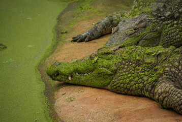 Croco au bord de l'eau