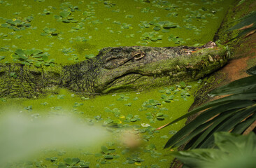 Croco dans le marécage
