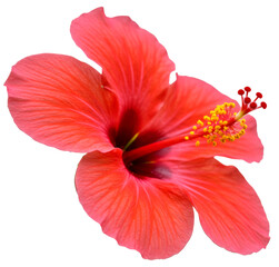 Tropical Chinese Hibiscus or China Rose Bloom. Bright Red Hibiscus Flower. Hibiscus rosa-sinensis Bunga Raya