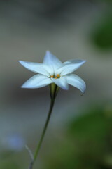 可憐なハナニラ