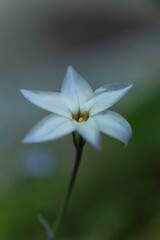 愛らしいハナニラの花