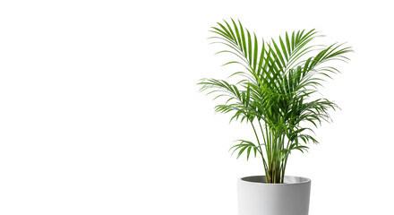 plant in a pot
