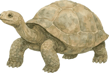 Vector watercolor illustration of a Galapágos tortoise
