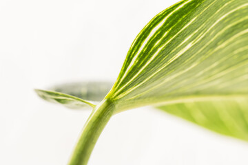 Fototapeta premium フィロデンドロンバーキンの葉を白背景でアップ撮影26