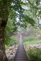Fototapeta premium Wooden Pathway Through Misty Forest