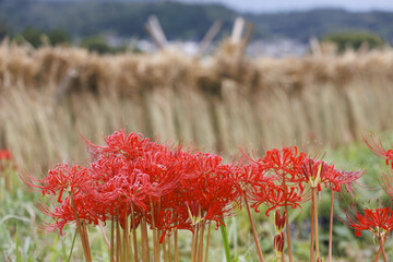 あぜ道に咲く彼岸花の群れ