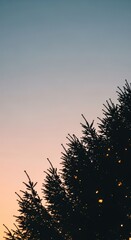 Silhouette of evergreen trees against a soft gradient sky at dusk.